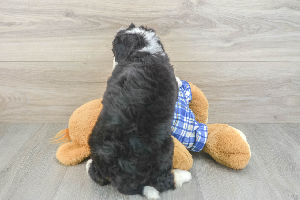 Energetic Mini Bernesedoodle Poodle Mix Puppy