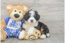 Popular Mini Bernedoodle Poodle Mix Pup