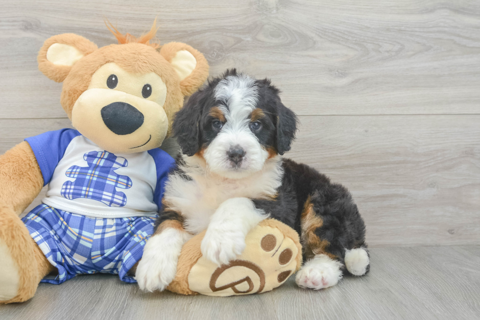 Popular Mini Bernedoodle Poodle Mix Pup