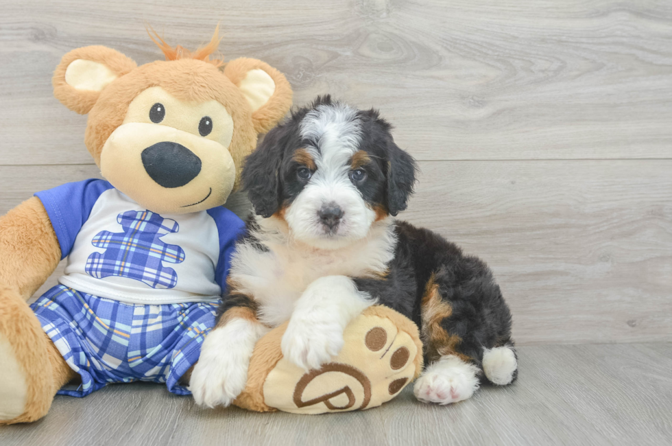 5 week old Mini Bernedoodle Puppy For Sale - Florida Fur Babies