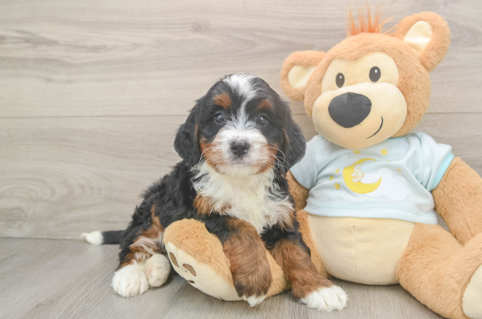 5 week old Mini Bernedoodle Puppy For Sale - Florida Fur Babies