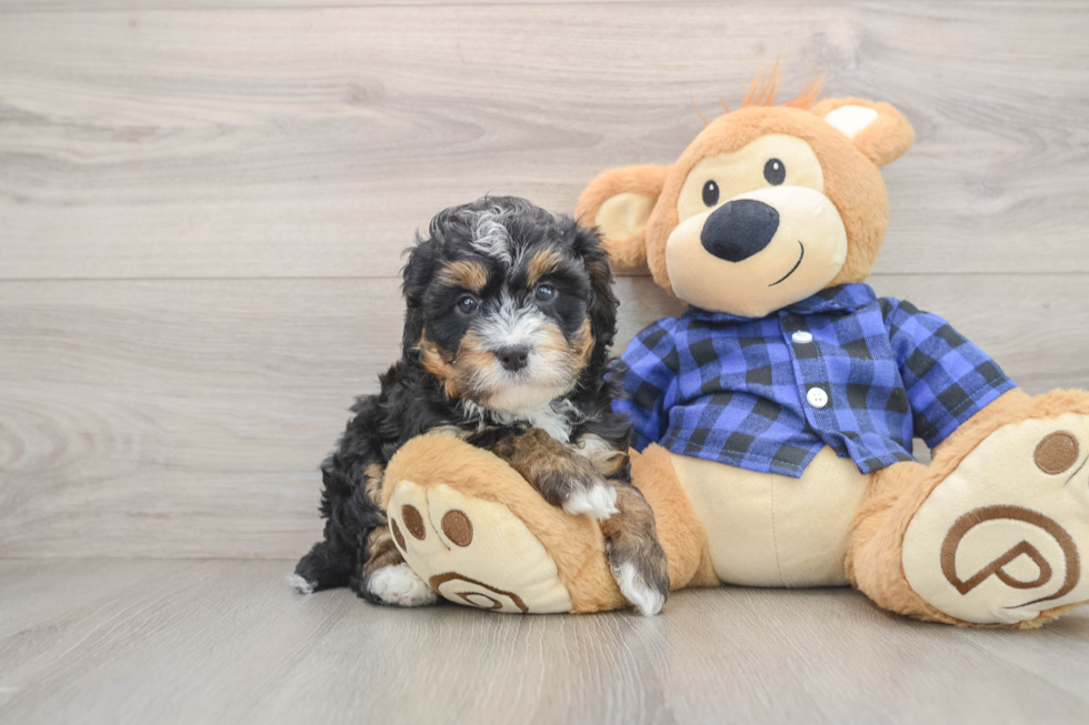 Best Mini Bernedoodle Baby