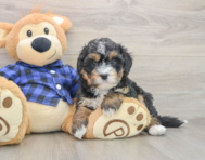 6 week old Mini Bernedoodle Puppy For Sale - Florida Fur Babies