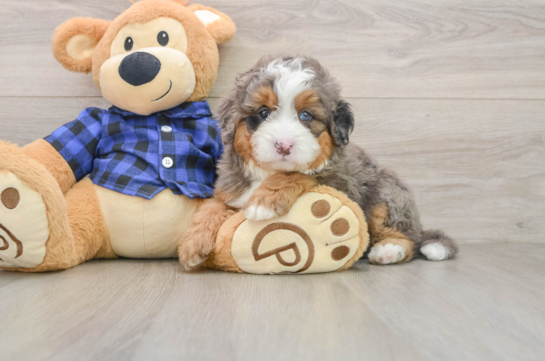 Mini Bernedoodle Pup Being Cute