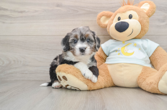 Mini Bernedoodle Puppy for Adoption