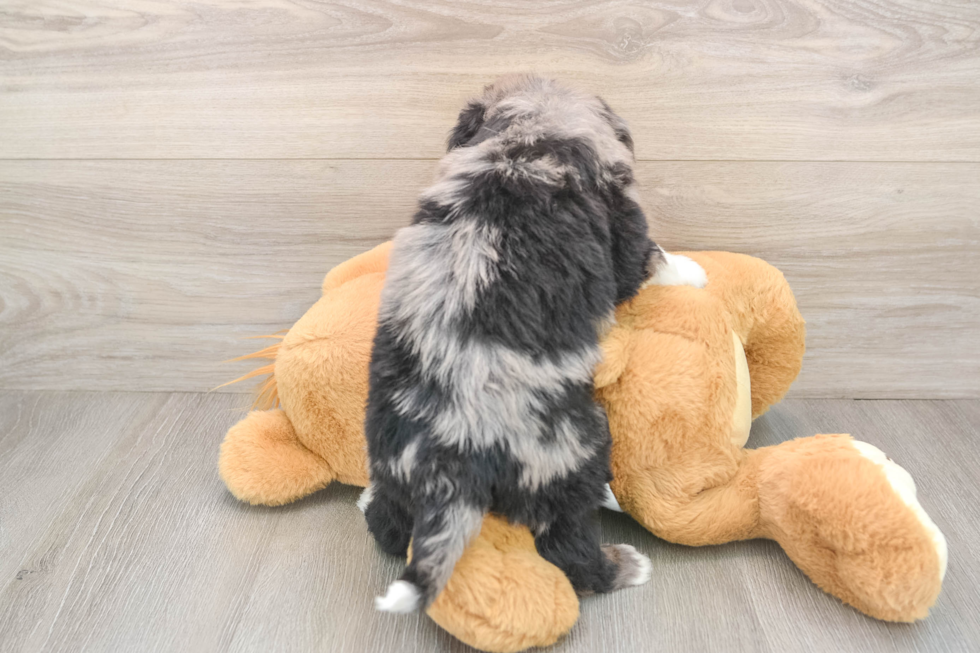 Best Mini Bernedoodle Baby