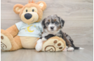 Mini Bernedoodle Puppy for Adoption