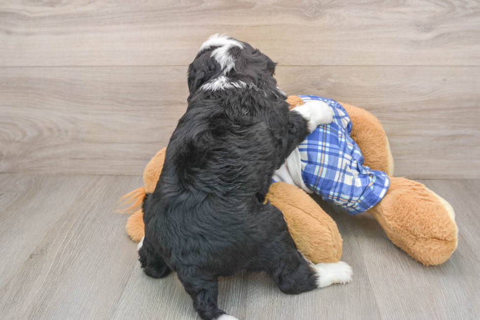 Popular Mini Bernedoodle Poodle Mix Pup