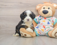 7 week old Mini Bernedoodle Puppy For Sale - Florida Fur Babies