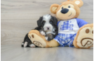 Mini Bernedoodle Puppy for Adoption