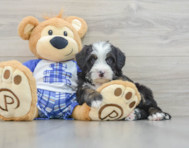 8 week old Mini Bernedoodle Puppy For Sale - Florida Fur Babies