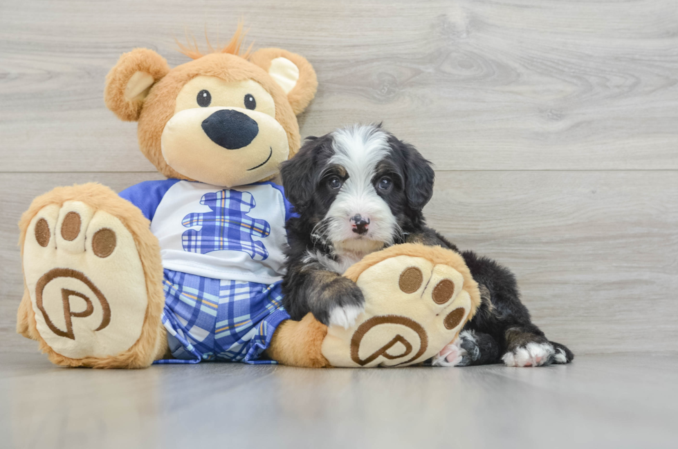 7 week old Mini Bernedoodle Puppy For Sale - Florida Fur Babies