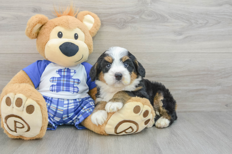 6 week old Mini Bernedoodle Puppy For Sale - Florida Fur Babies