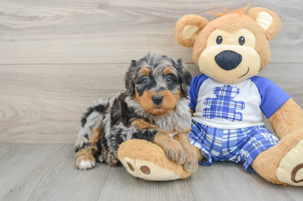 6 week old Mini Bernedoodle Puppy For Sale - Florida Fur Babies