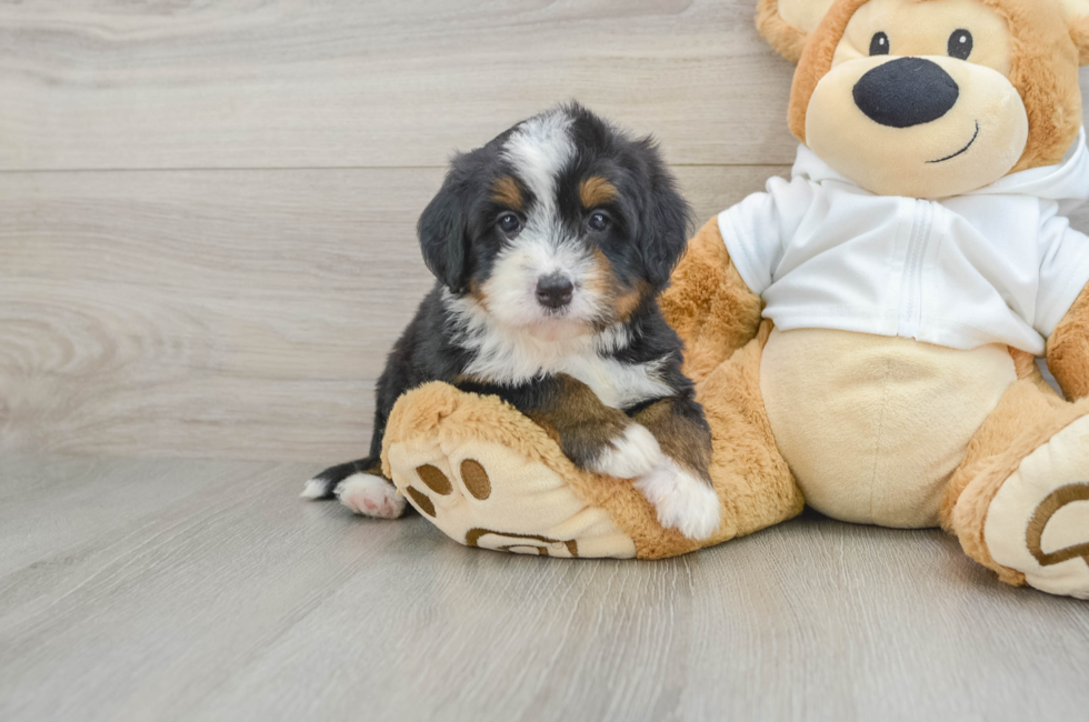 5 week old Mini Bernedoodle Puppy For Sale - Florida Fur Babies