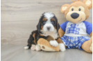 Mini Bernedoodle Pup Being Cute