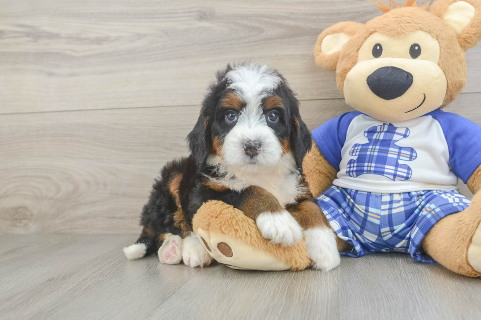 Mini Bernedoodle Pup Being Cute