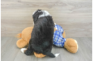 Playful Mini Bernadoodle Poodle Mix Puppy