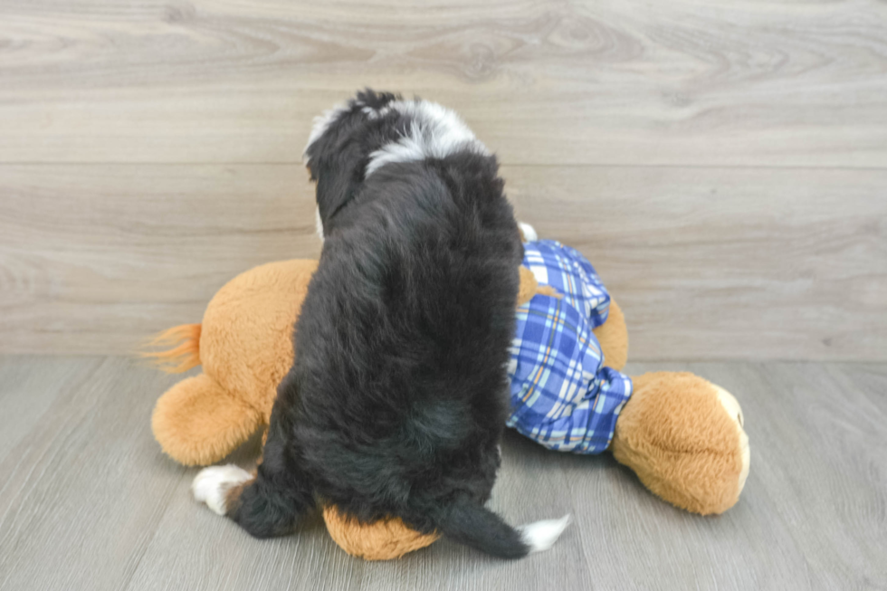 Playful Mini Bernadoodle Poodle Mix Puppy