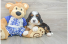 Mini Bernedoodle Puppy for Adoption