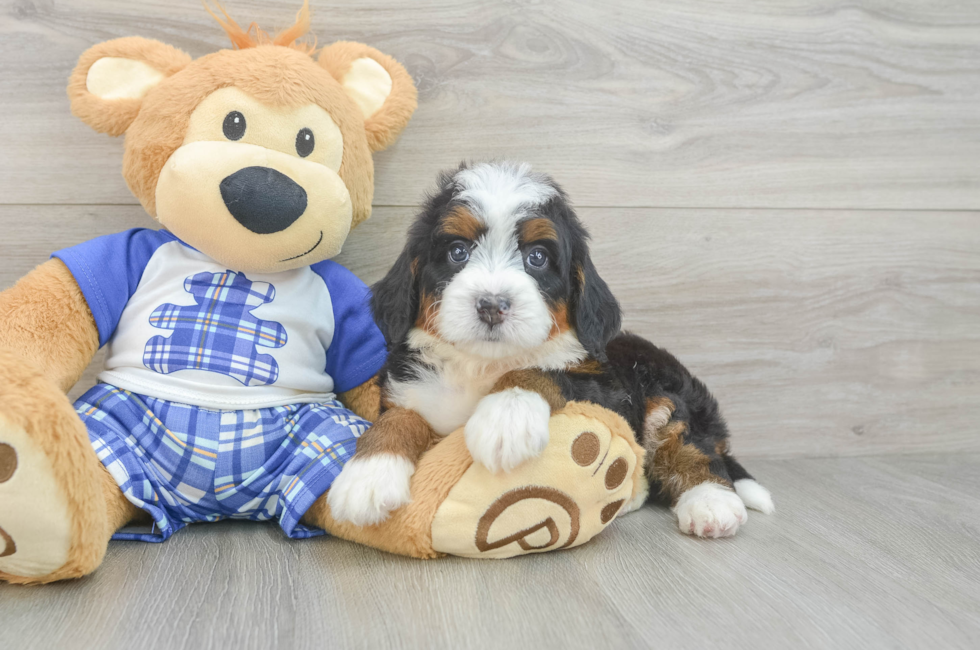 5 week old Mini Bernedoodle Puppy For Sale - Florida Fur Babies