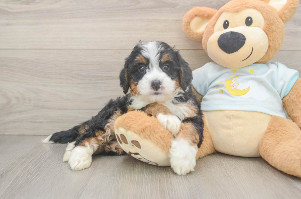 5 week old Mini Bernedoodle Puppy For Sale - Florida Fur Babies
