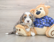 6 week old Mini Bernedoodle Puppy For Sale - Florida Fur Babies
