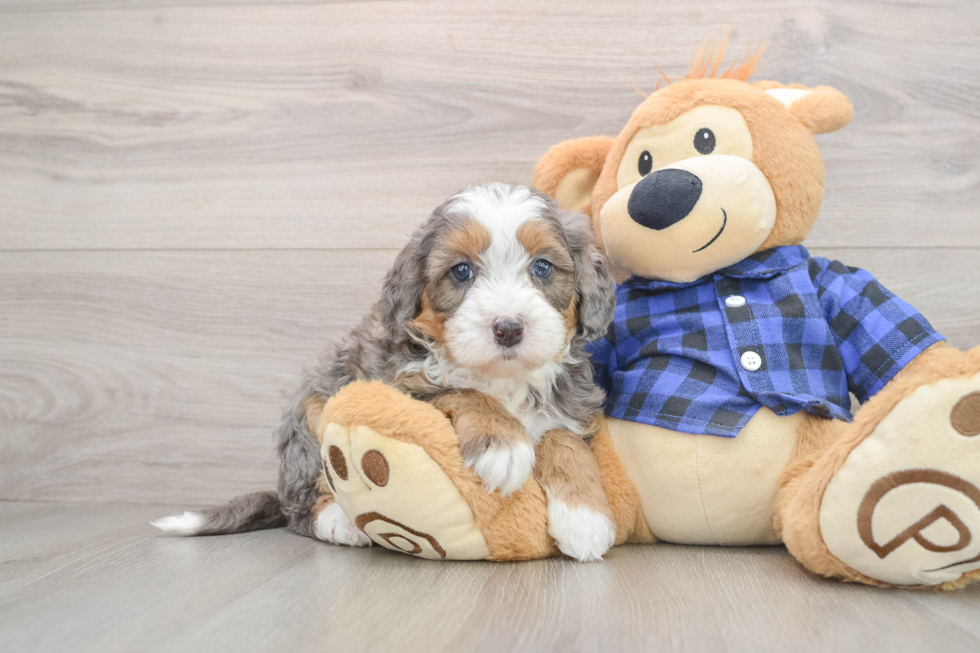 Mini Bernedoodle Puppy for Adoption