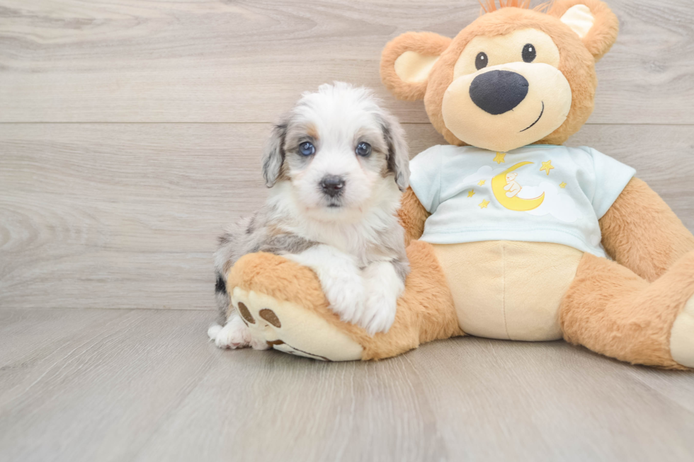 Mini Bernedoodle Pup Being Cute