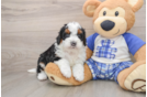 Mini Bernedoodle Pup Being Cute