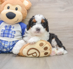 7 week old Mini Bernedoodle Puppy For Sale - Florida Fur Babies