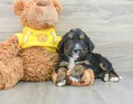 8 week old Mini Bernedoodle Puppy For Sale - Florida Fur Babies