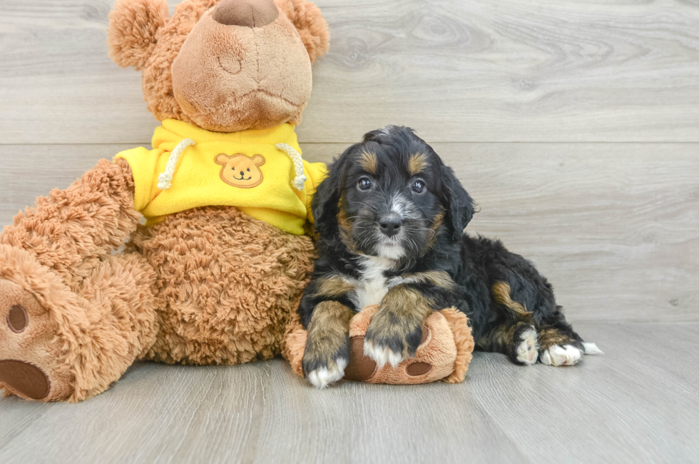 8 week old Mini Bernedoodle Puppy For Sale - Florida Fur Babies