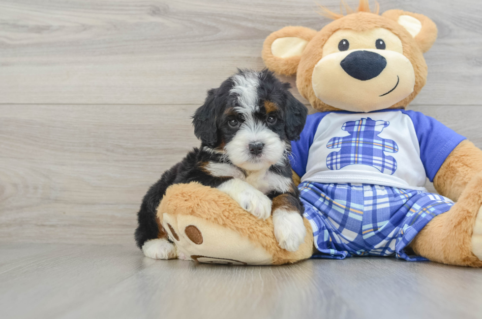 6 week old Mini Bernedoodle Puppy For Sale - Florida Fur Babies