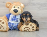 7 week old Mini Bernedoodle Puppy For Sale - Florida Fur Babies