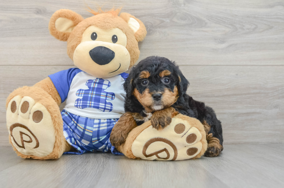 6 week old Mini Bernedoodle Puppy For Sale - Florida Fur Babies