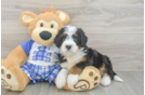 Mini Bernedoodle Puppy for Adoption