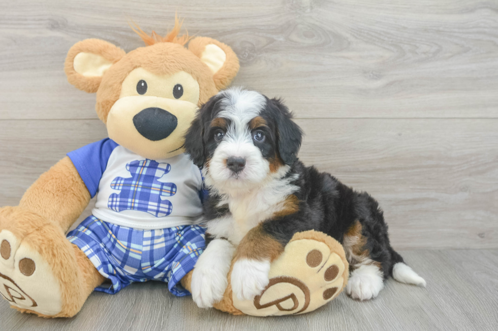 Mini Bernedoodle Puppy for Adoption
