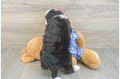 Cute Mini Bernedoodle Baby