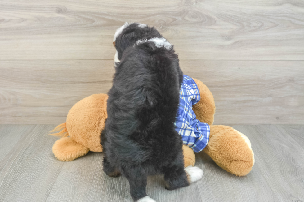 Cute Mini Bernedoodle Baby
