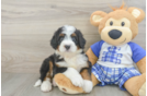Playful Mini Bernadoodle Poodle Mix Puppy