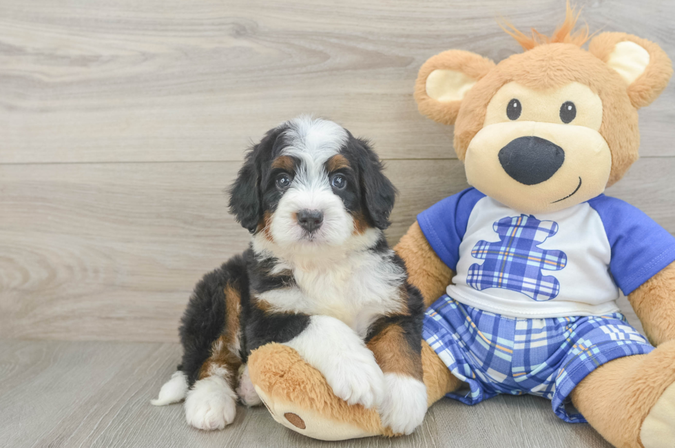 5 week old Mini Bernedoodle Puppy For Sale - Florida Fur Babies