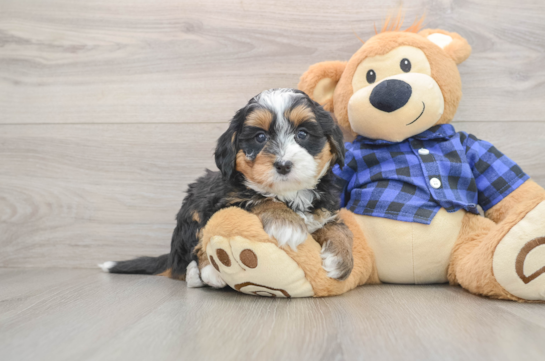 Popular Mini Bernedoodle Poodle Mix Pup