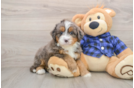 Best Mini Bernedoodle Baby