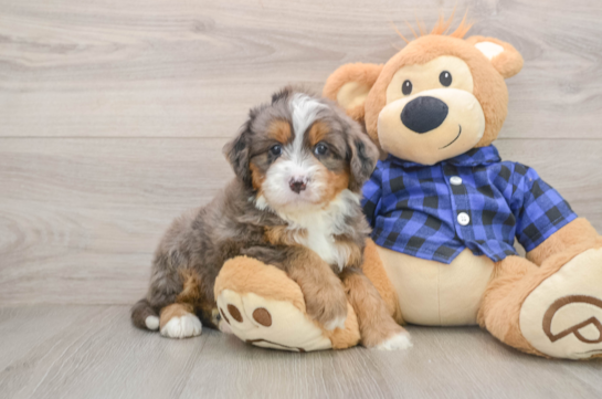 Best Mini Bernedoodle Baby
