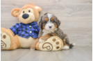 Best Mini Bernedoodle Baby