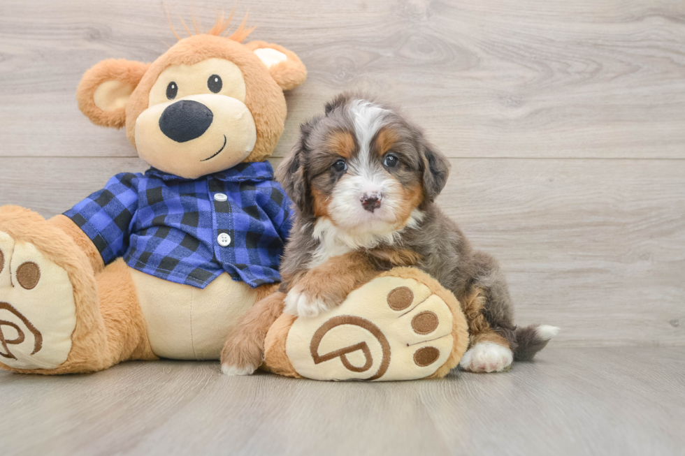 Best Mini Bernedoodle Baby