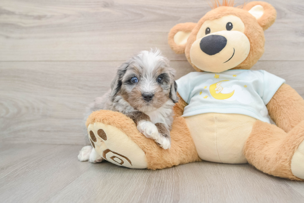 Mini Bernedoodle Pup Being Cute