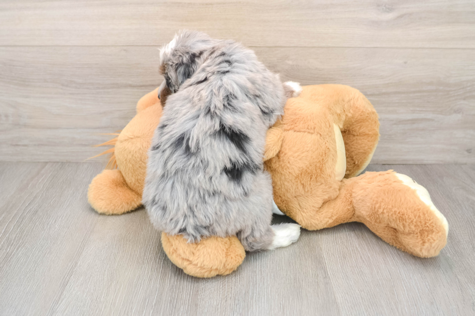 Best Mini Bernedoodle Baby