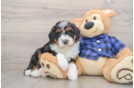 Mini Bernedoodle Puppy for Adoption
